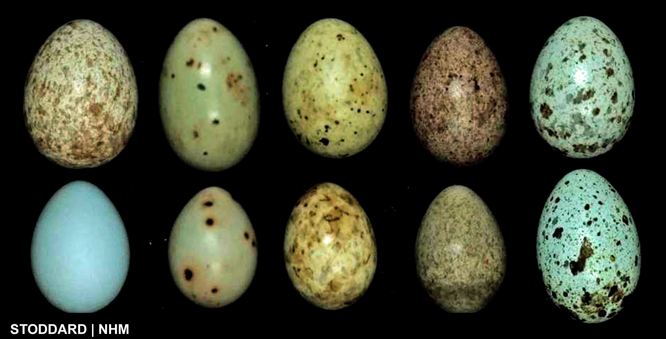Яйца птиц покрыты