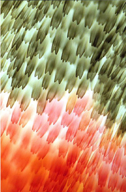 Wing scales of a butterfly (Photo credit: Tom Eisner)